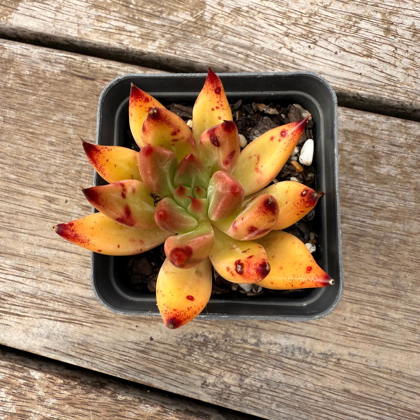 2402 Echeveria Psyche