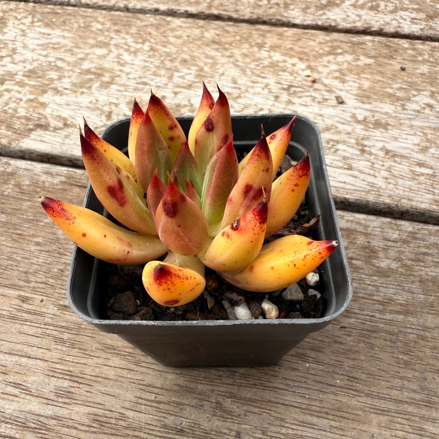 2402 Echeveria Psyche