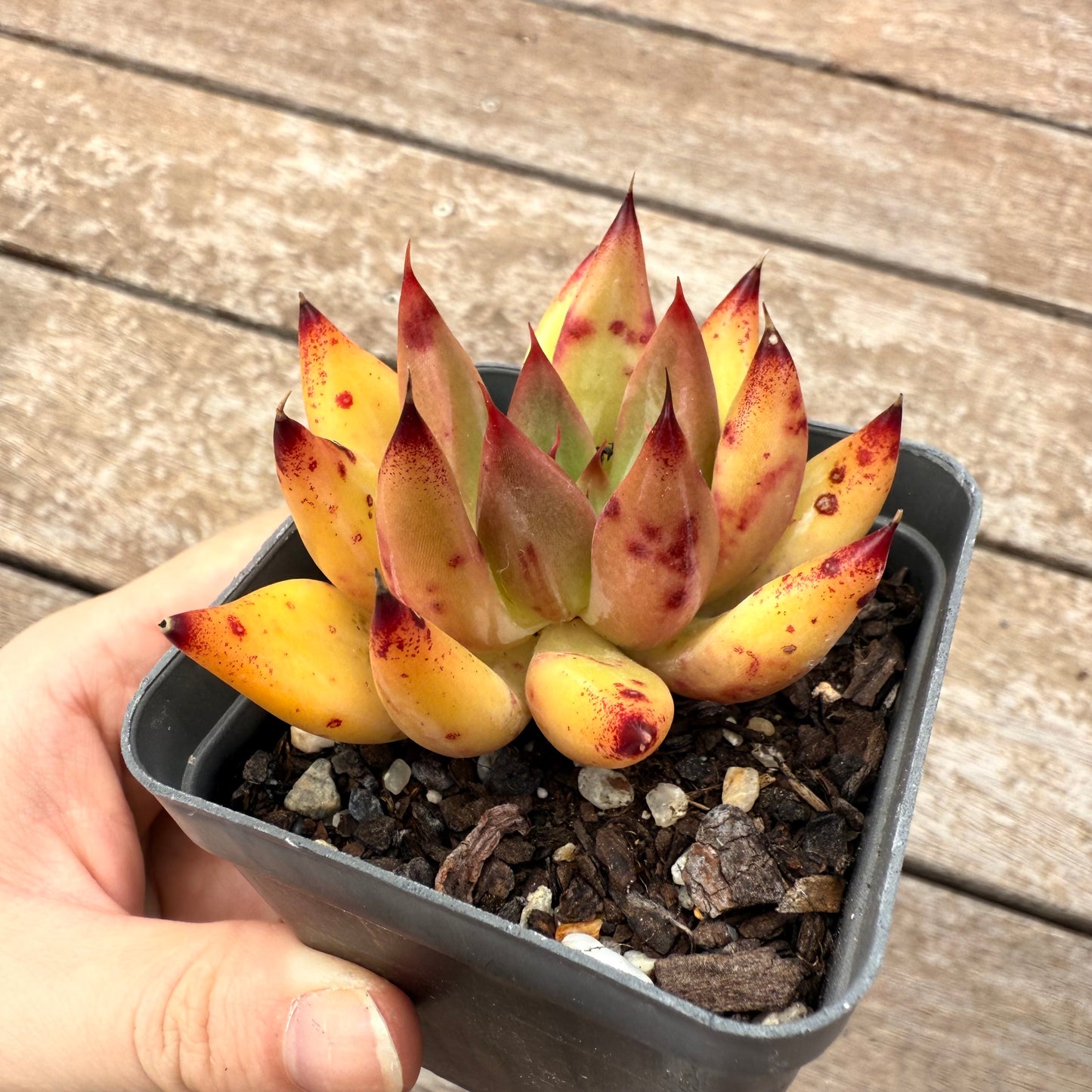 2402 Echeveria Psyche