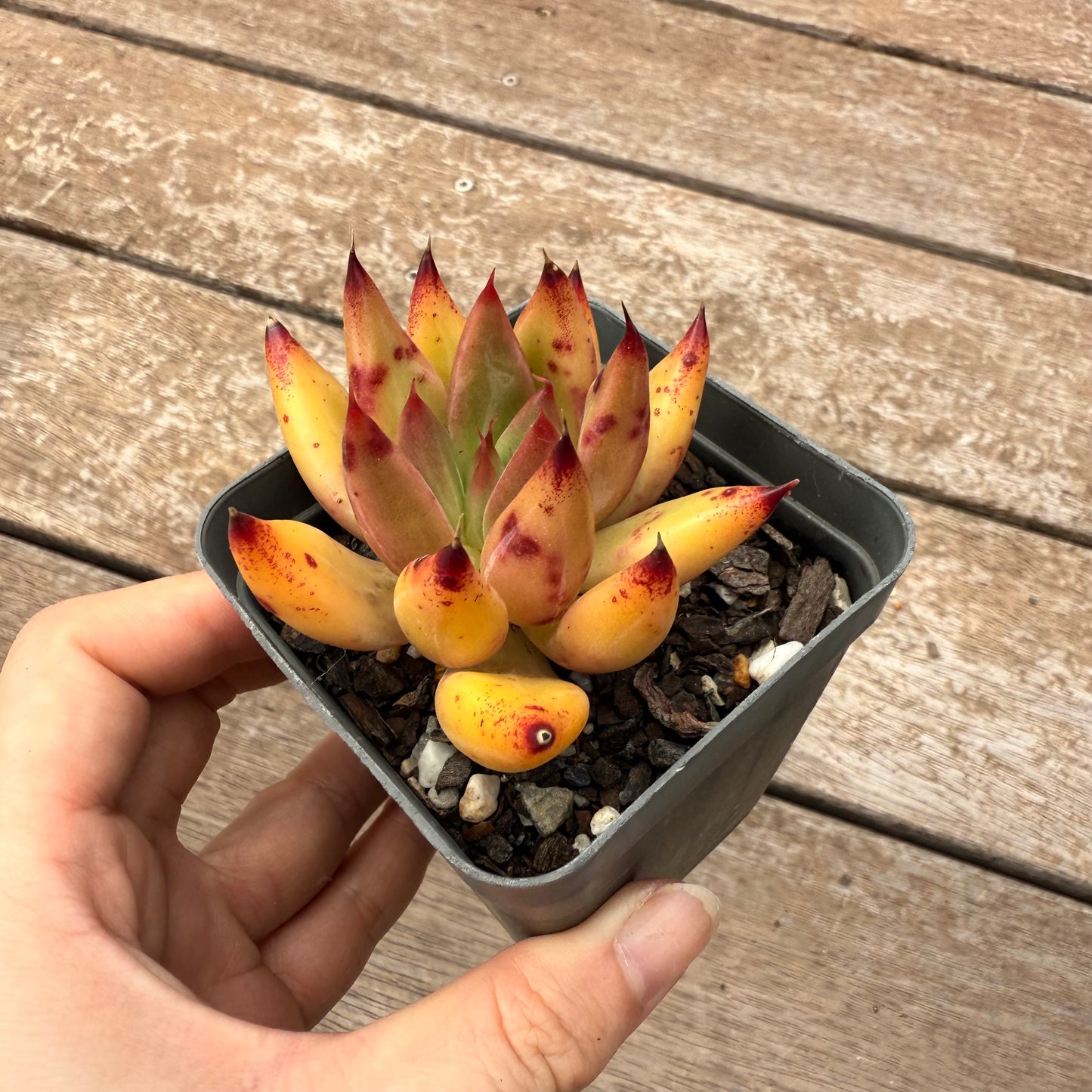 2402 Echeveria Psyche