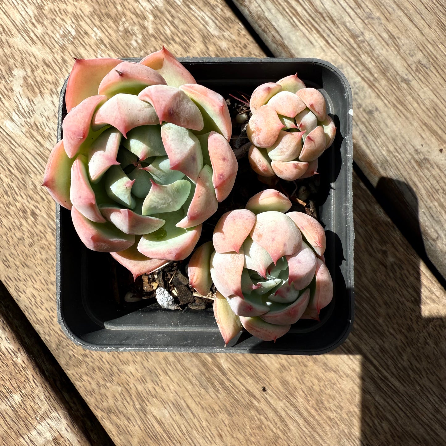 2402 Echeveria Tippy (Multi)