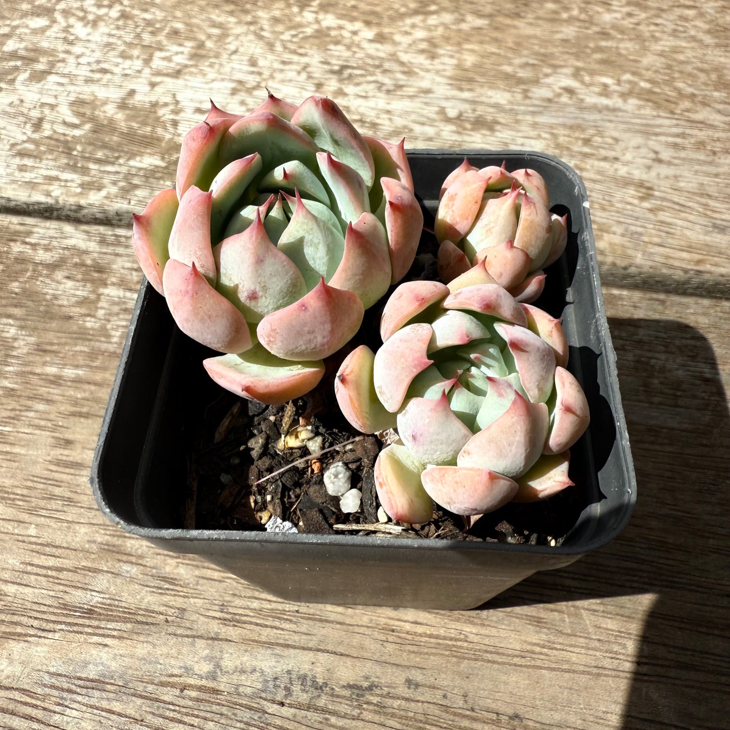2402 Echeveria Tippy (Multi)