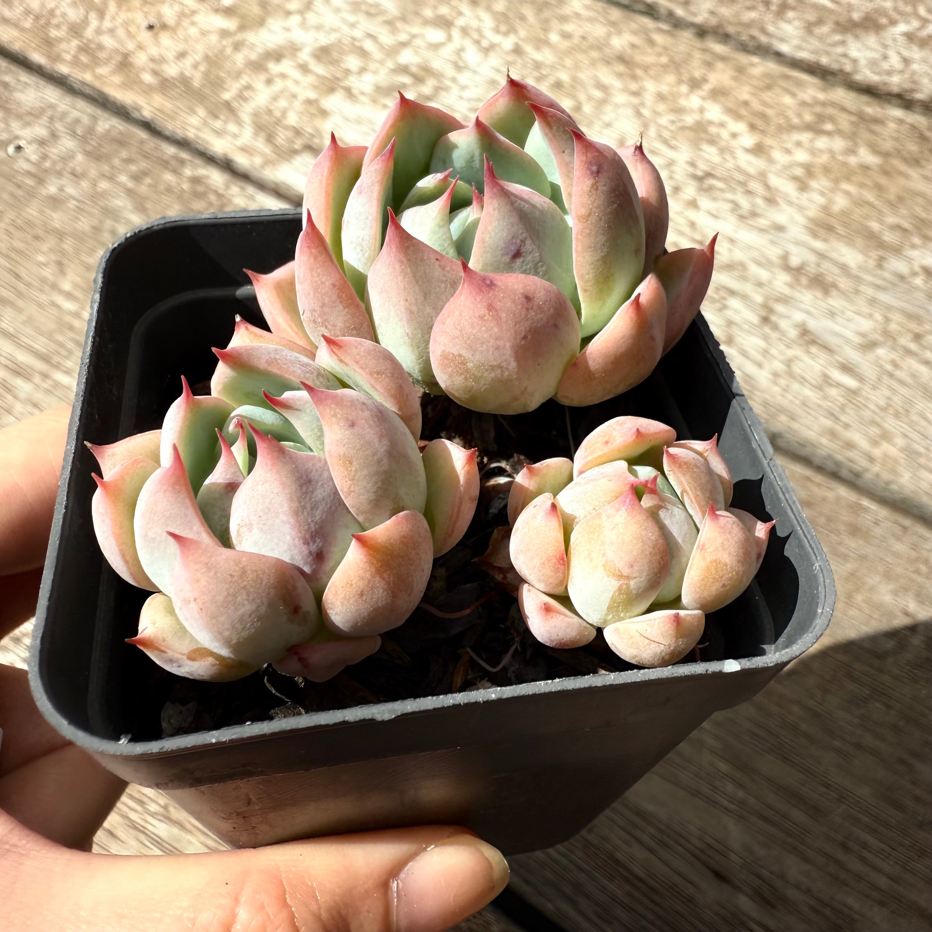 tippy succulent 2402 Echeveria Tippy (Multi) – Bella Succulent Garden