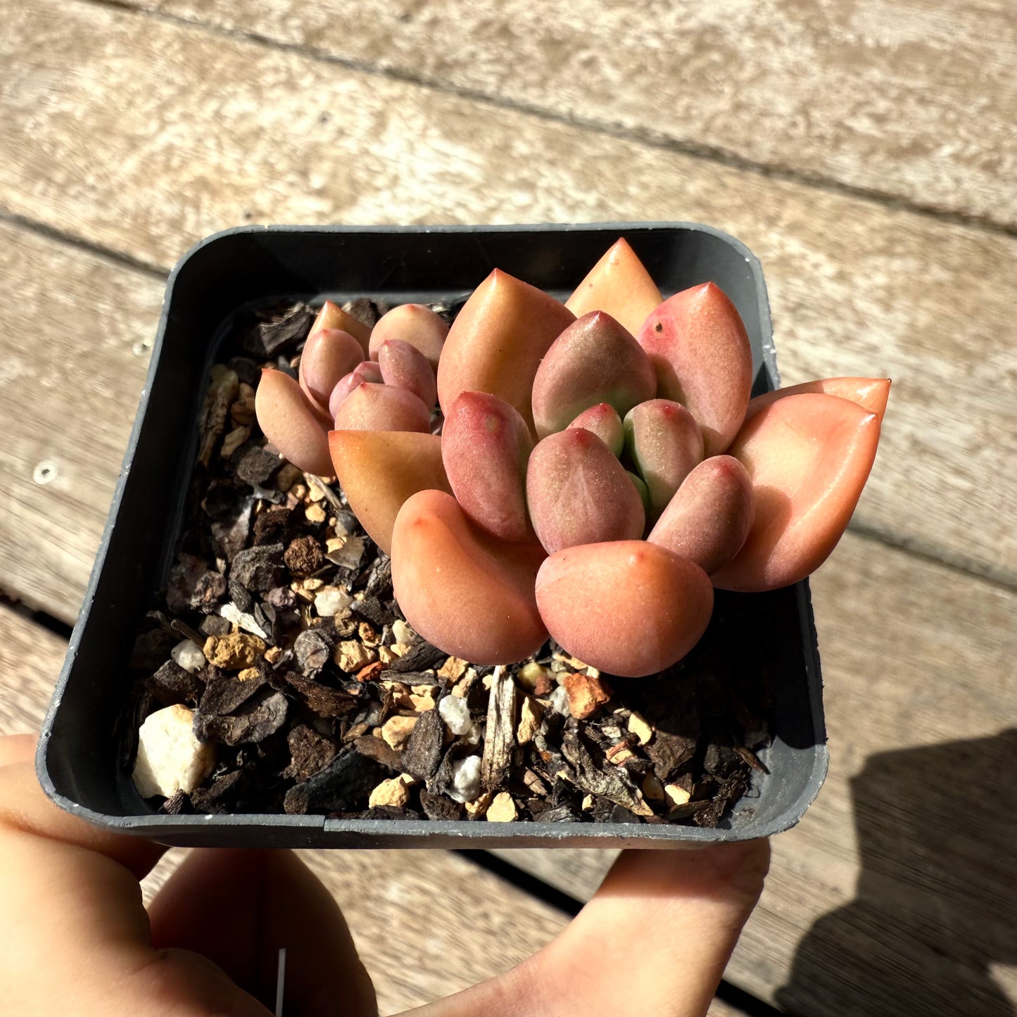 2402 Echeveria Torres