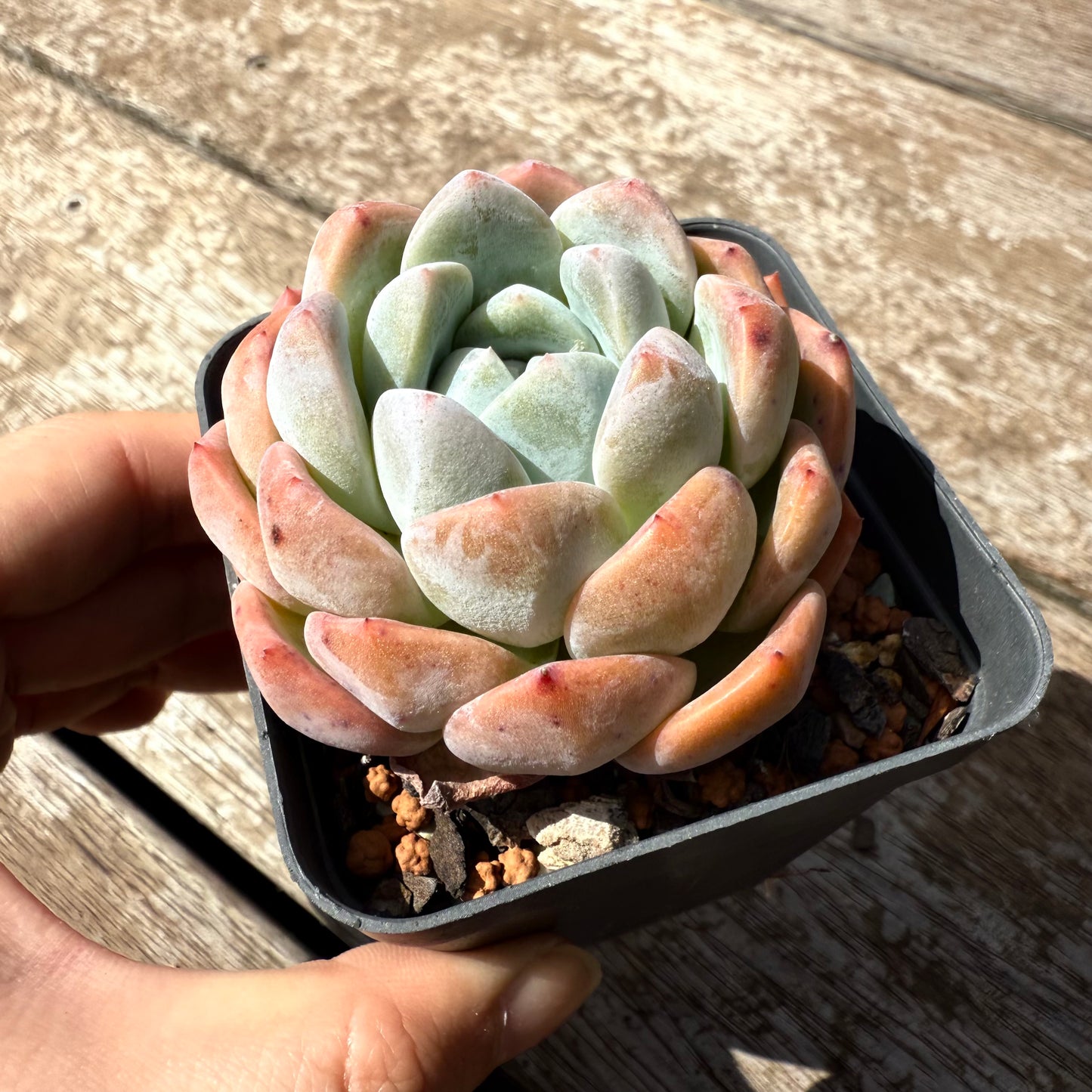 2402 Echeveria 'White Shell'