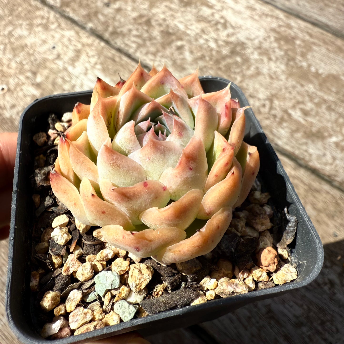 2402 Echeveria 'Jellyfish'