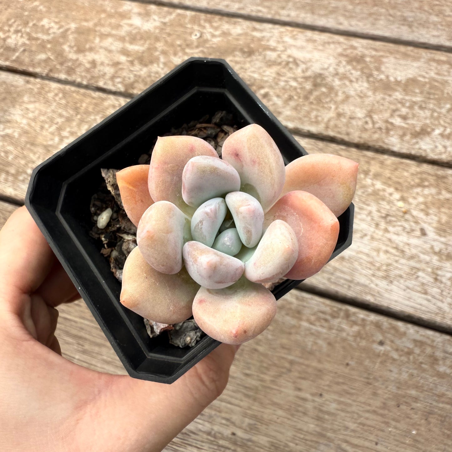 2402 Echeveria 'Lovell'