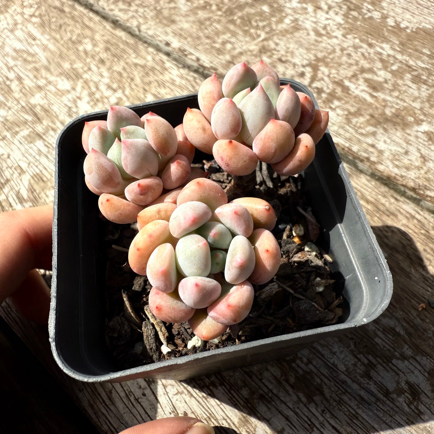 2402 Graptoveria Orange Sherbet