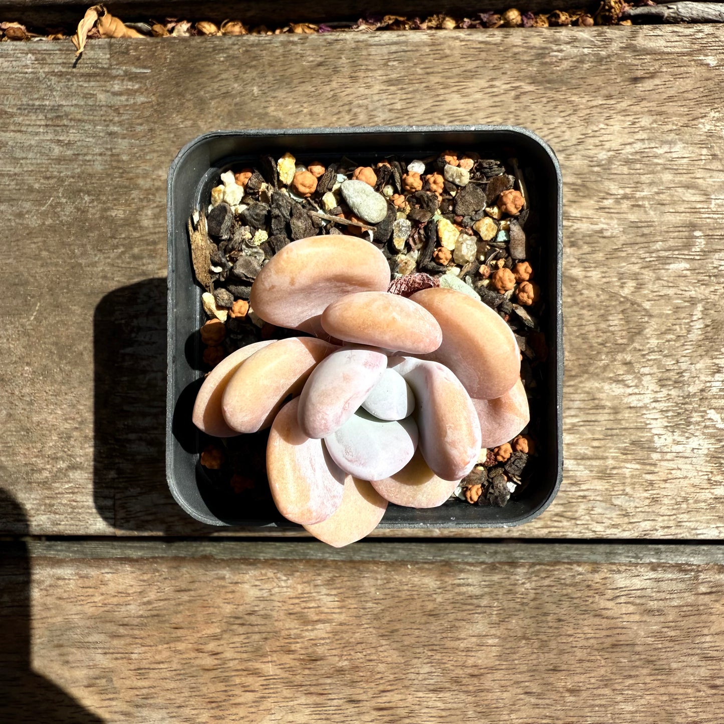 2402 Graptoveria Snow Peach