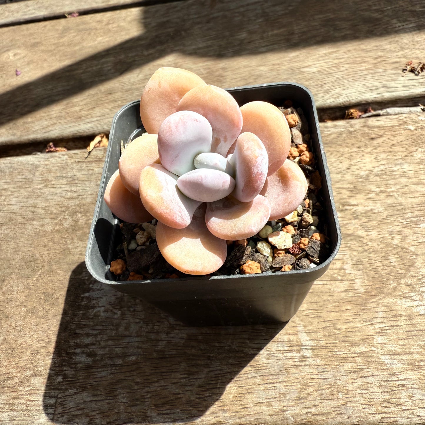 2402 Graptoveria Snow Peach