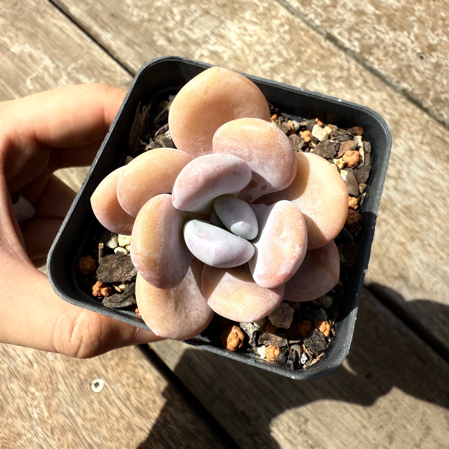 2402 Graptoveria Snow Peach