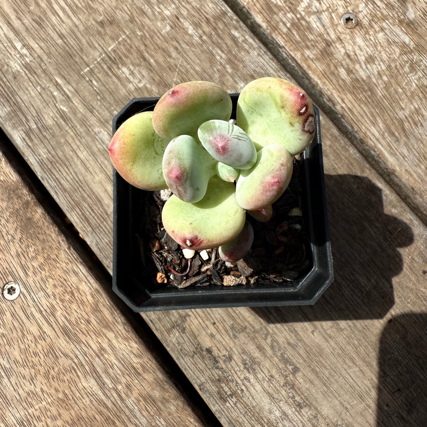 2402 Pachyphytum Green Apple