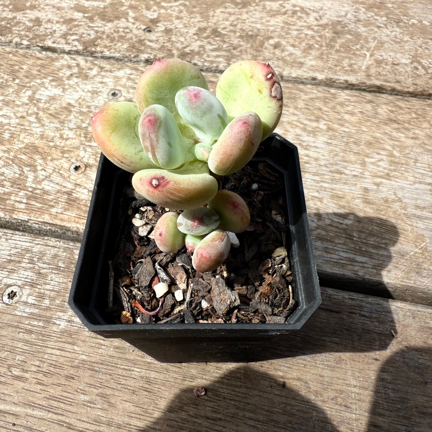 2402 Pachyphytum Green Apple
