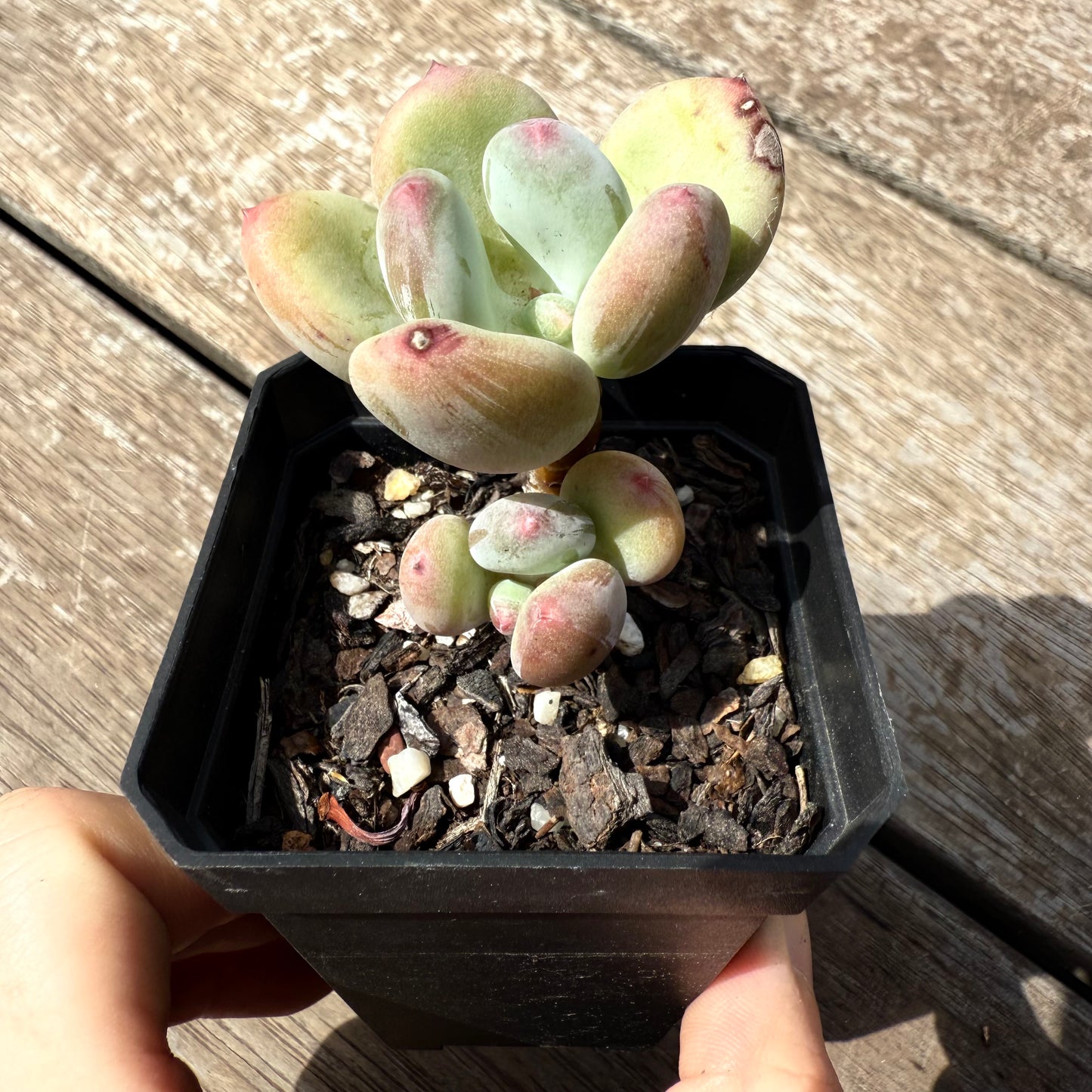 2402 Pachyphytum Green Apple