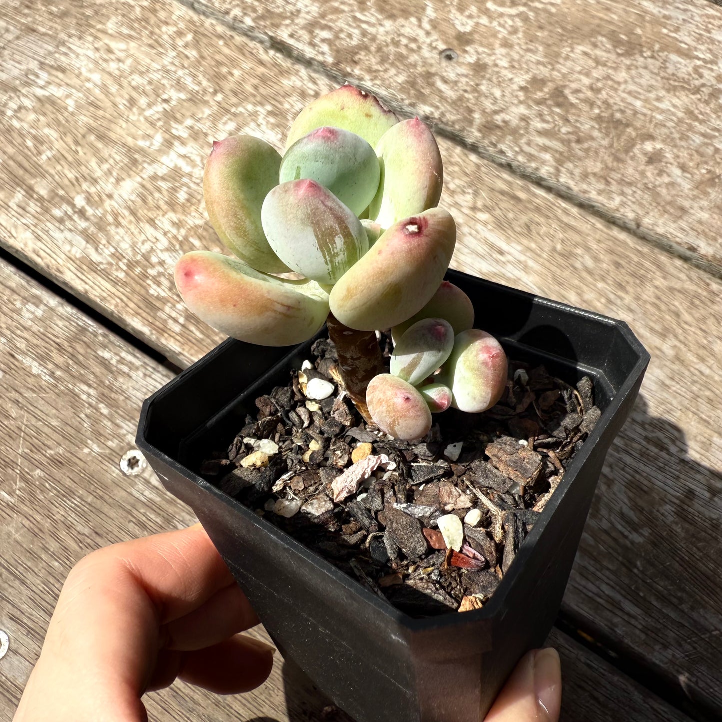 2402 Pachyphytum Green Apple