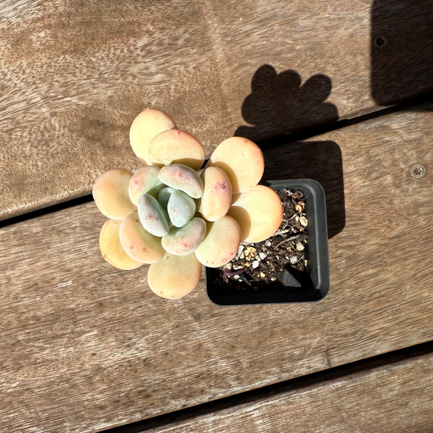 2402 Pachyphytum Oviferum