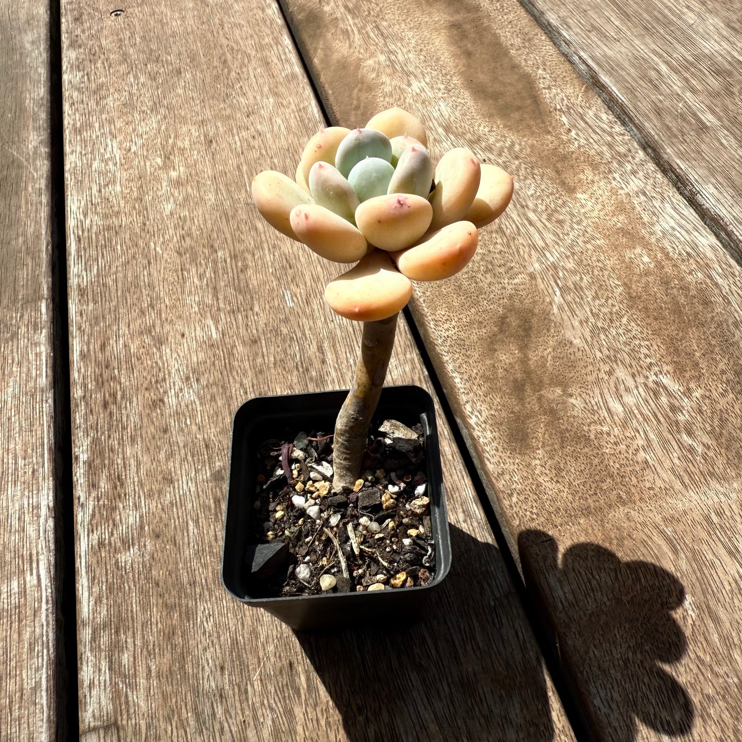 2402 Pachyphytum Oviferum