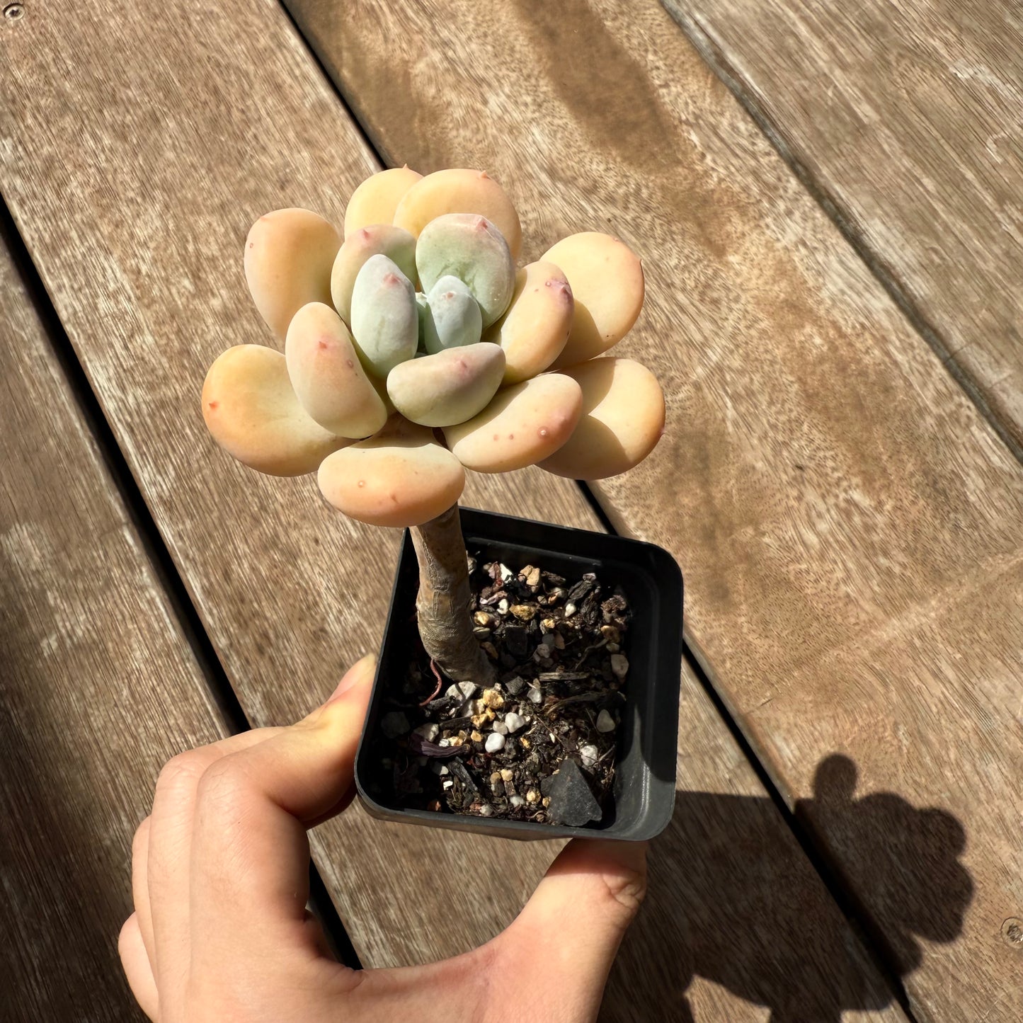 2402 Pachyphytum Oviferum