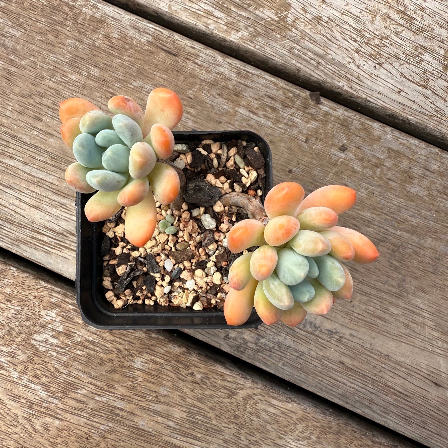 2402 Pachyveria Clavifolia