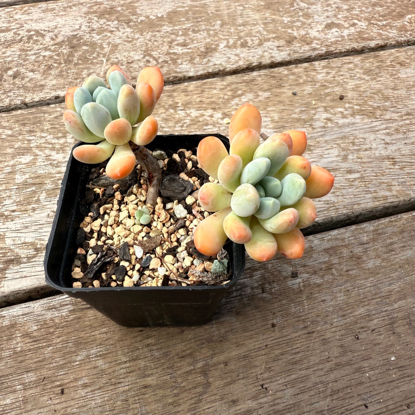 2402 Pachyveria Clavifolia