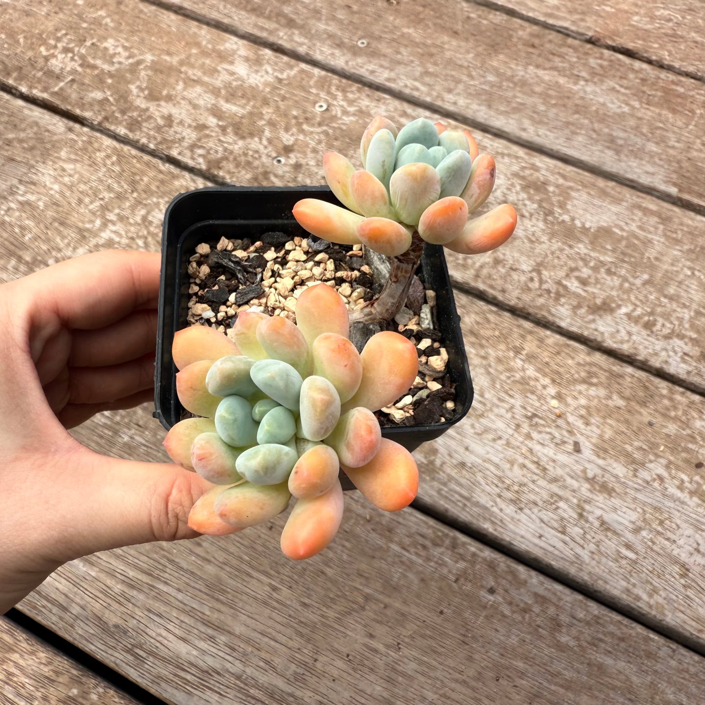 2402 Pachyveria Clavifolia