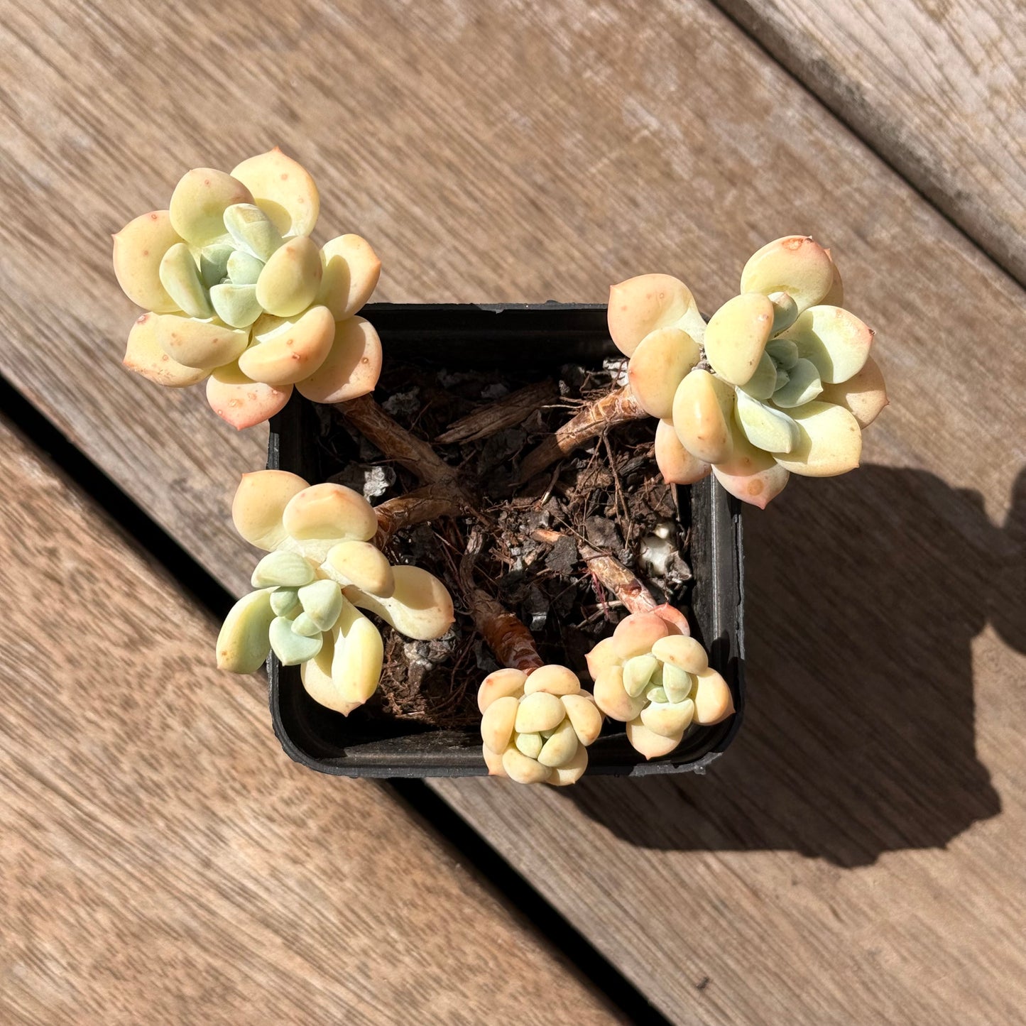 2402 Sedeveria Pudgy