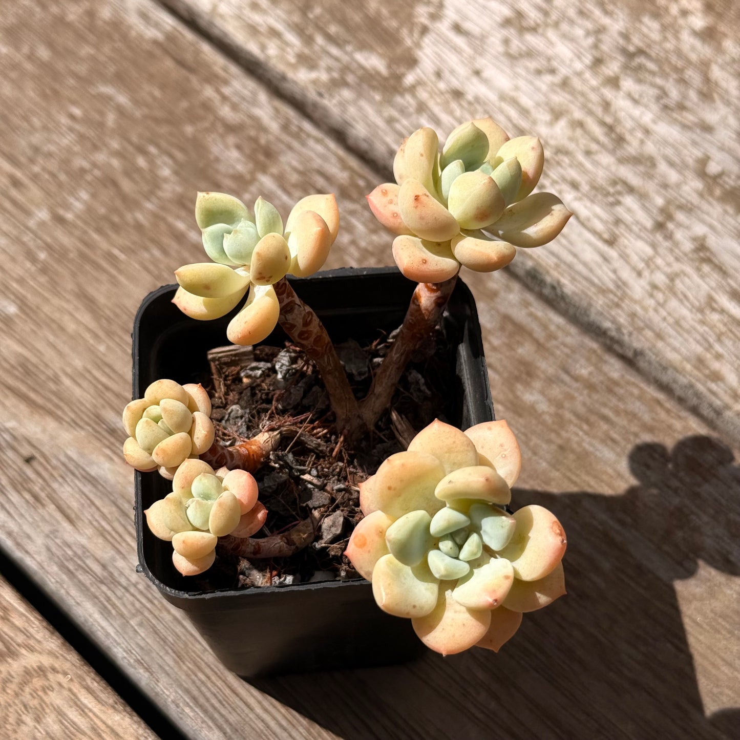 2402 Sedeveria Pudgy