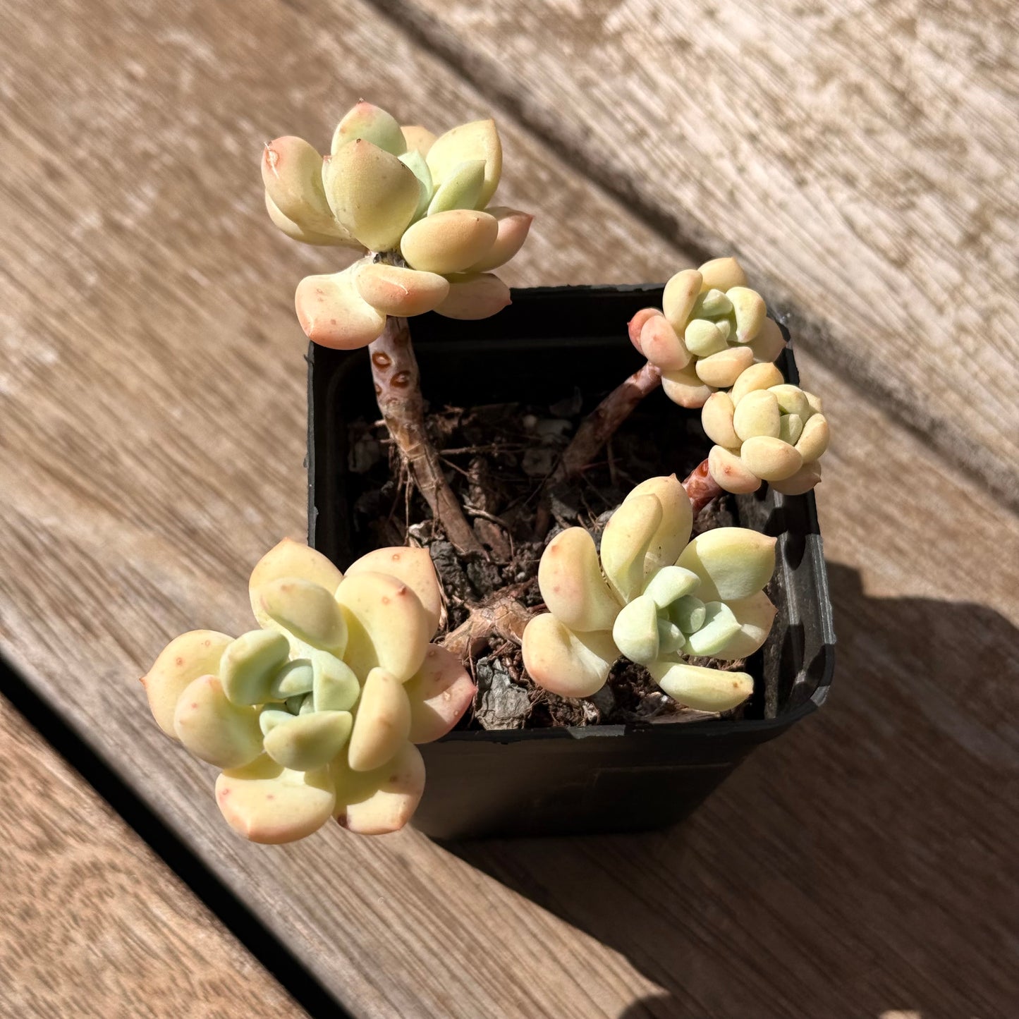 2402 Sedeveria Pudgy