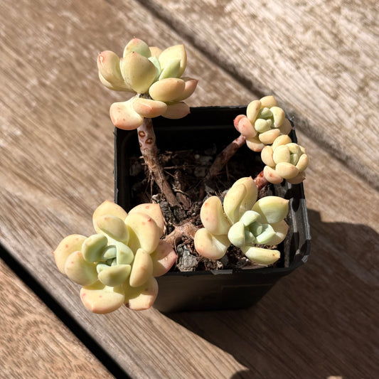 2402 Sedeveria Pudgy