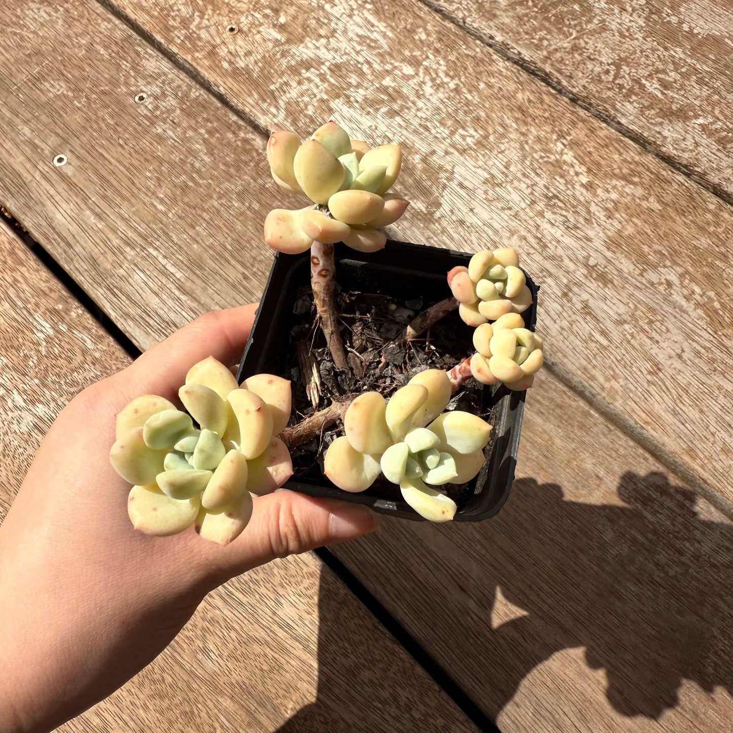 2402 Sedeveria Pudgy