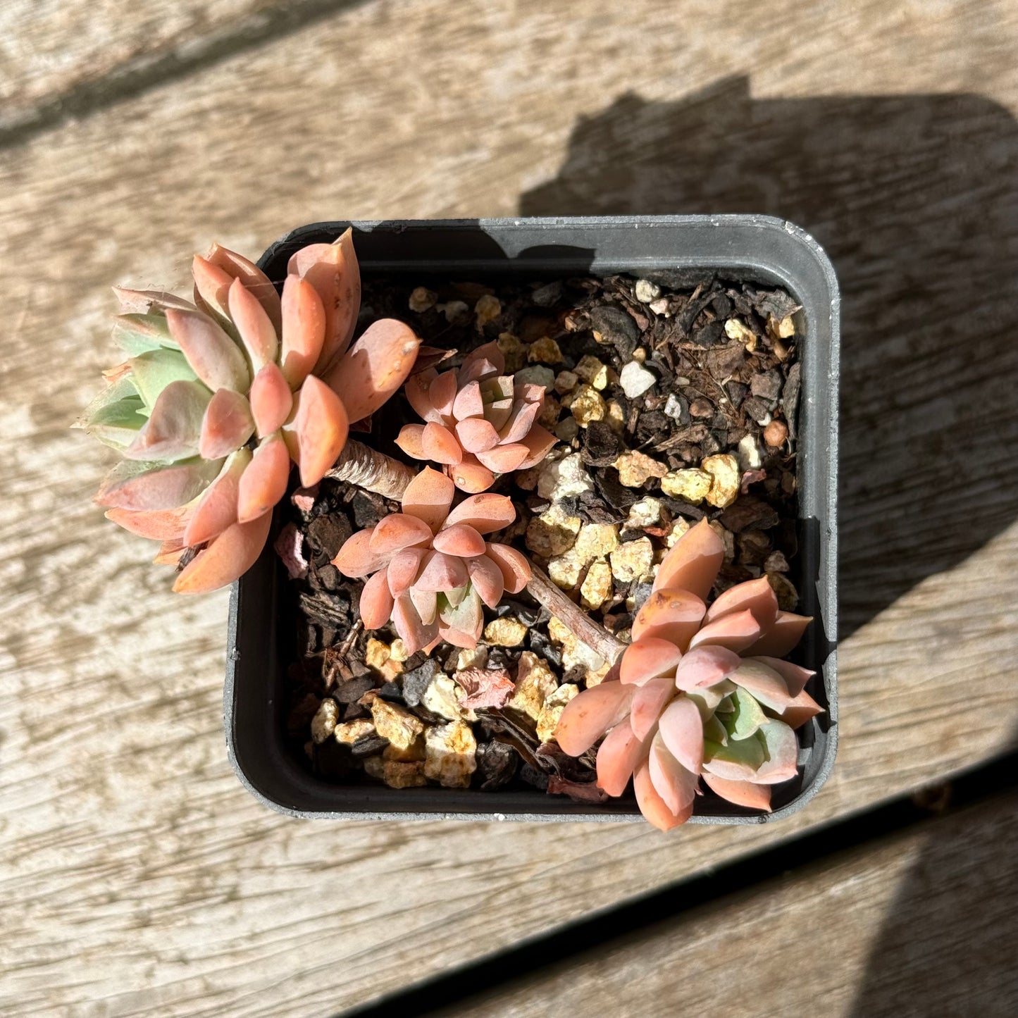 2402 Sedeveria Purple Drop aka Victor