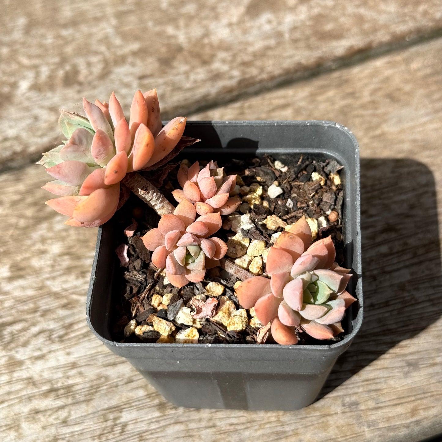 2402 Sedeveria Purple Drop aka Victor