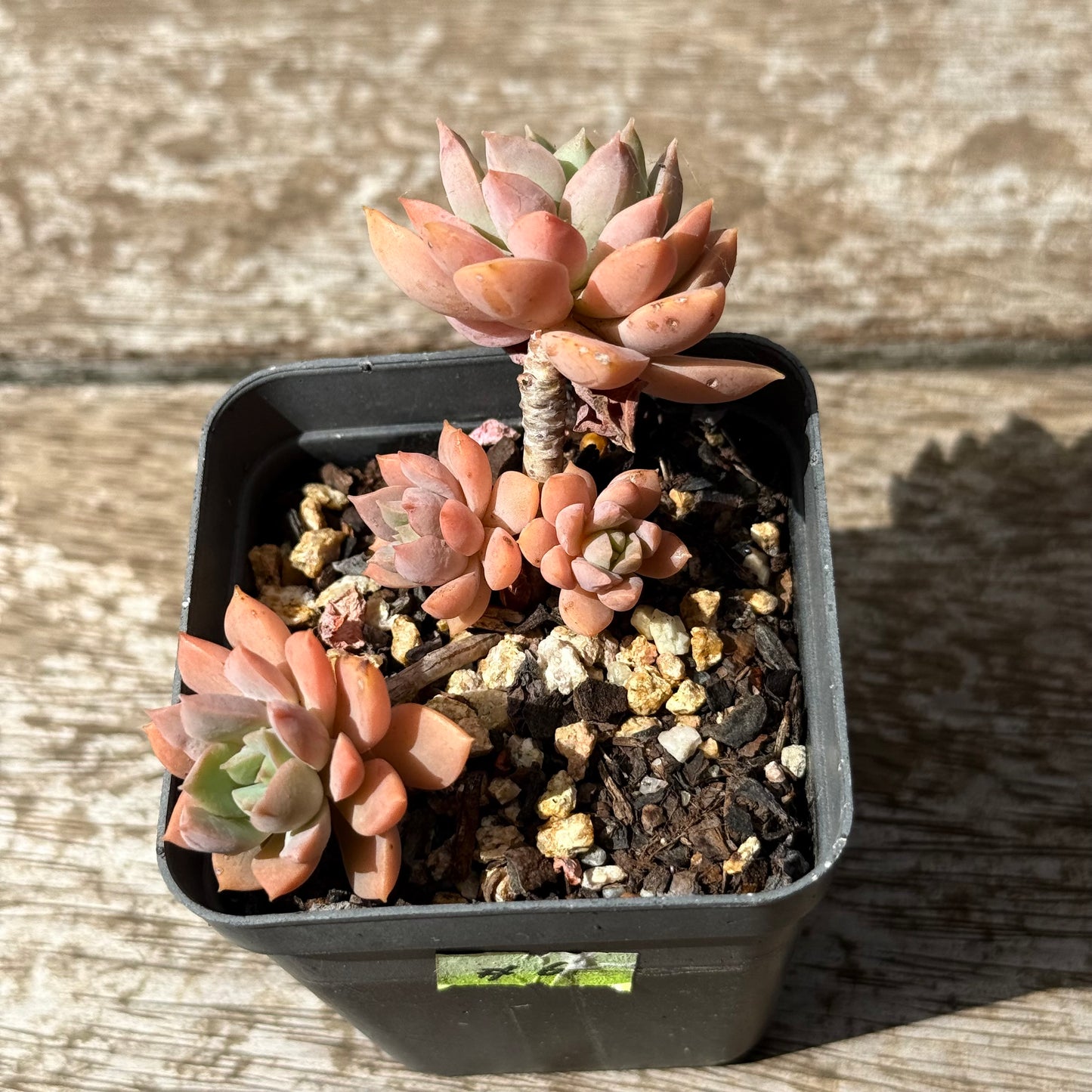 2402 Sedeveria Purple Drop aka Victor