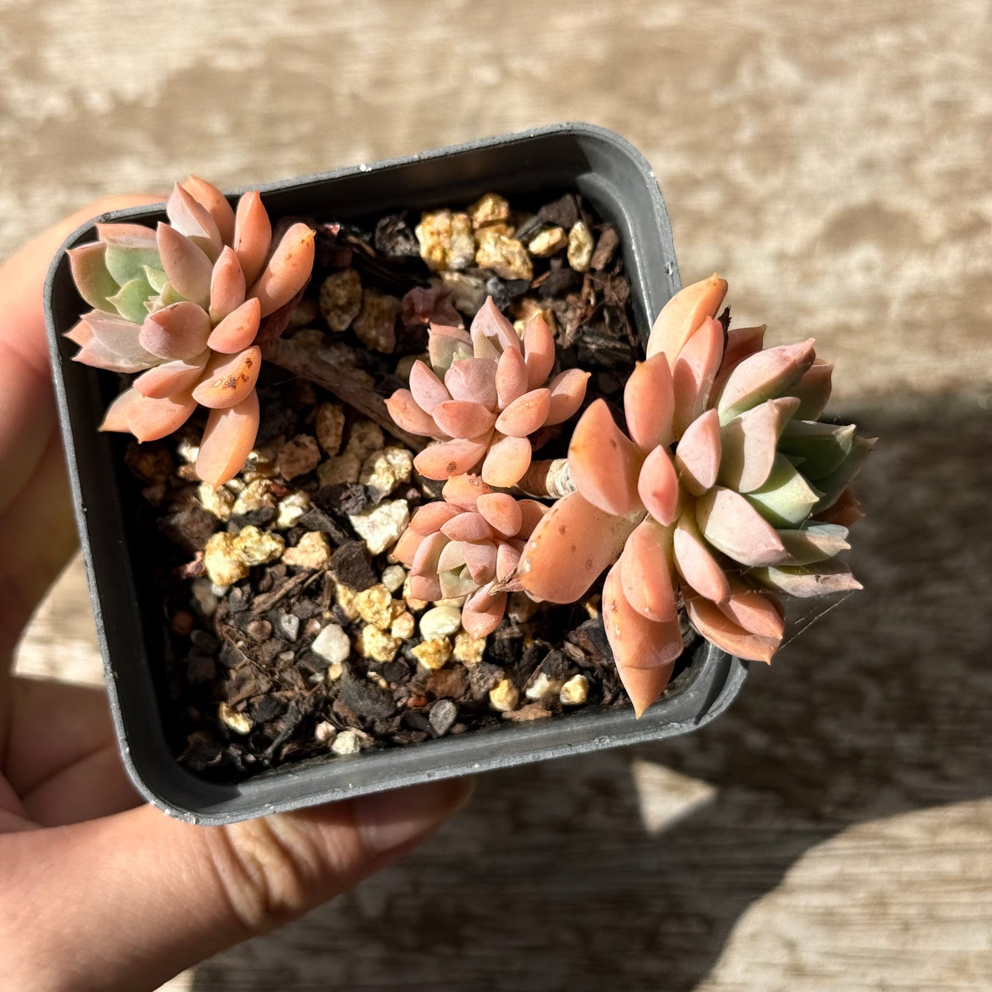 2402 Sedeveria Purple Drop aka Victor