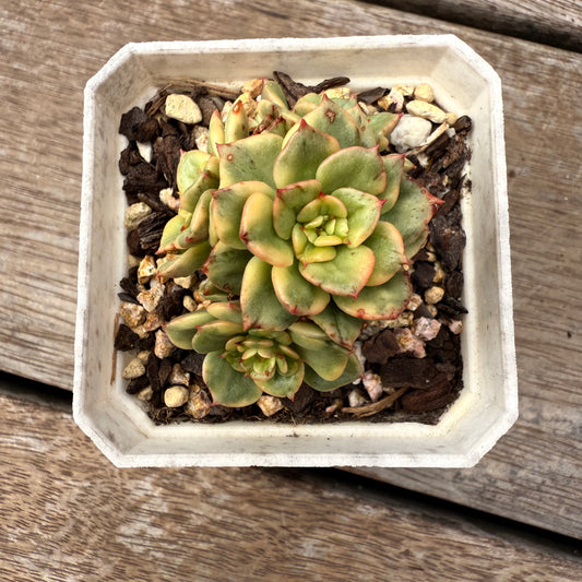 2402 Sedeveria Rolly Variegated (multi)