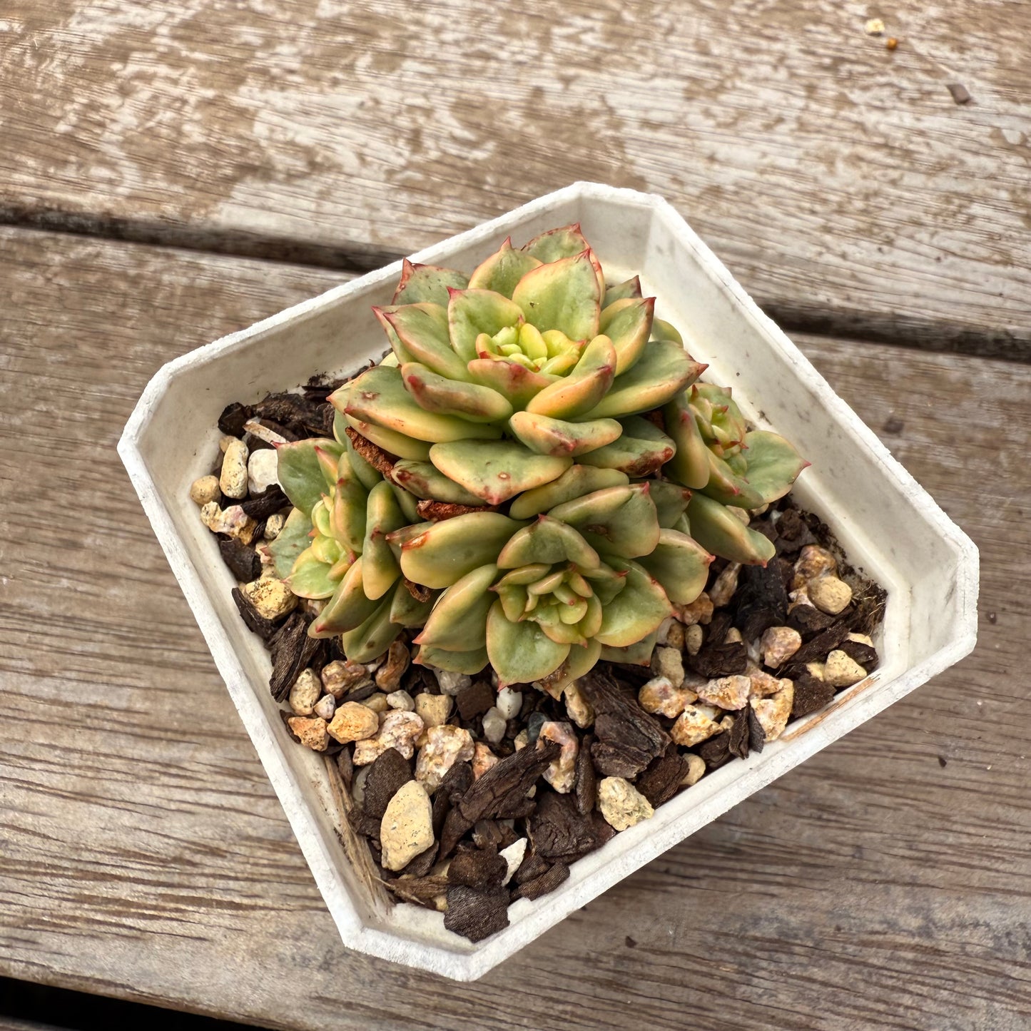 2402 Sedeveria Rolly Variegated (multi)