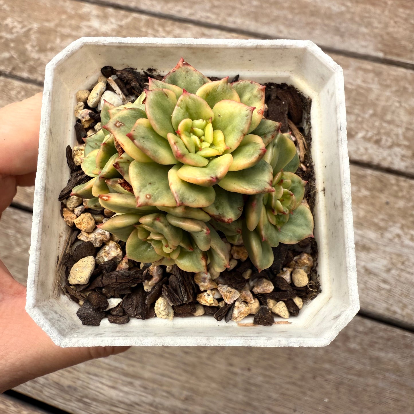 2402 Sedeveria Rolly Variegated (multi)