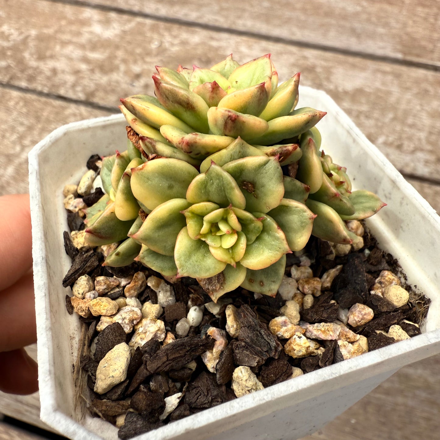 2402 Sedeveria Rolly Variegated (multi)