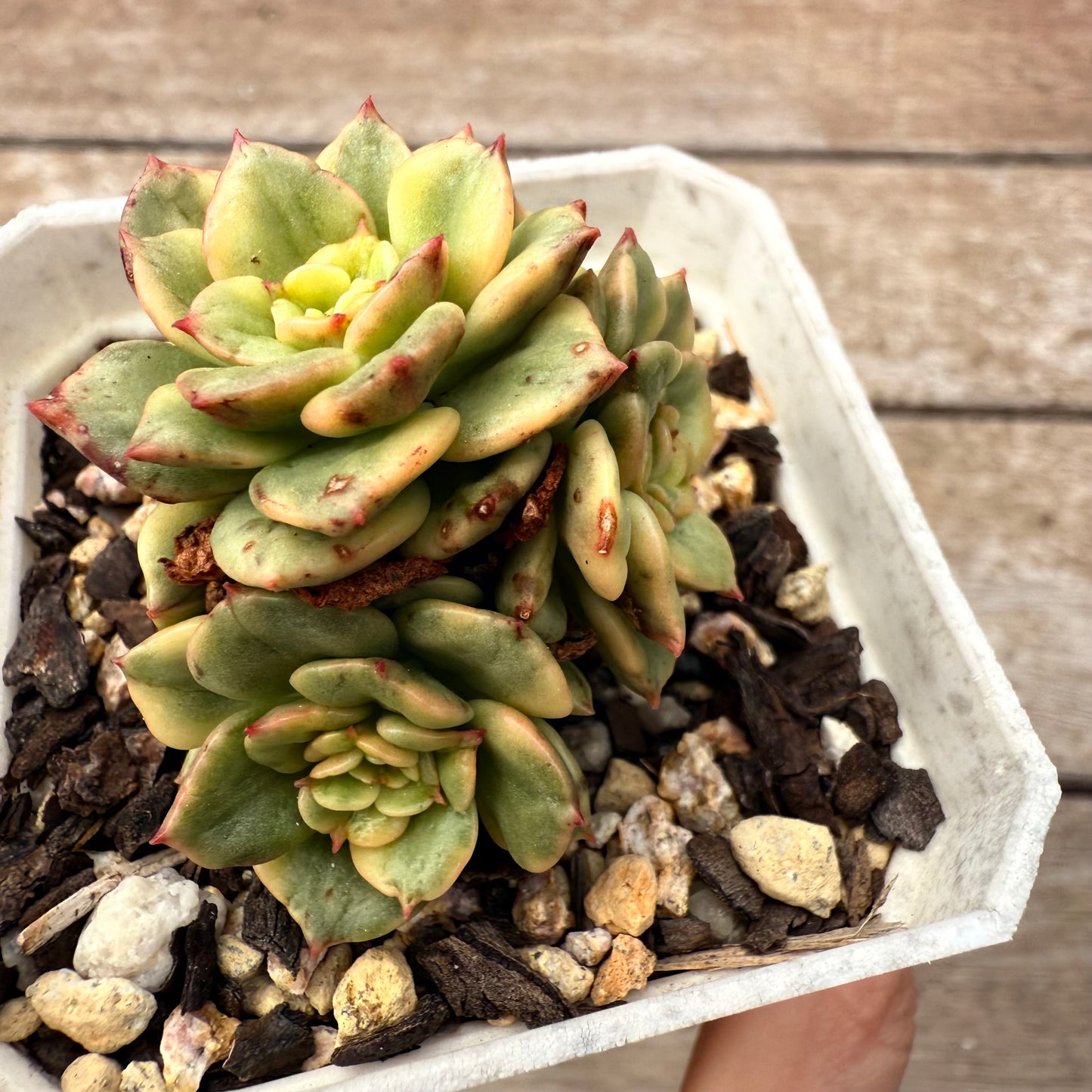 2402 Sedeveria Rolly Variegated (multi)