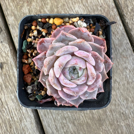 2406 Echeveria 'Amazing Grace' - Korean Form