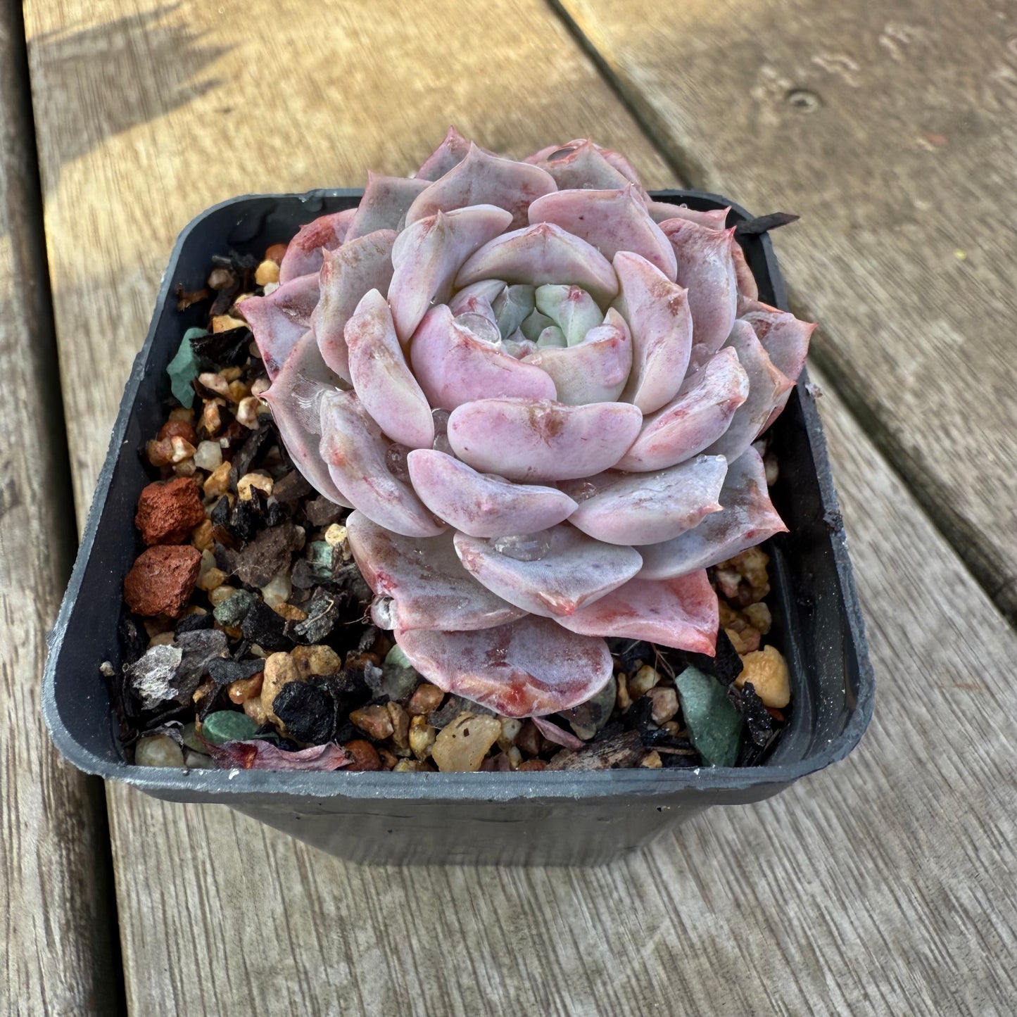 2406 Echeveria 'Amazing Grace' - Korean Form