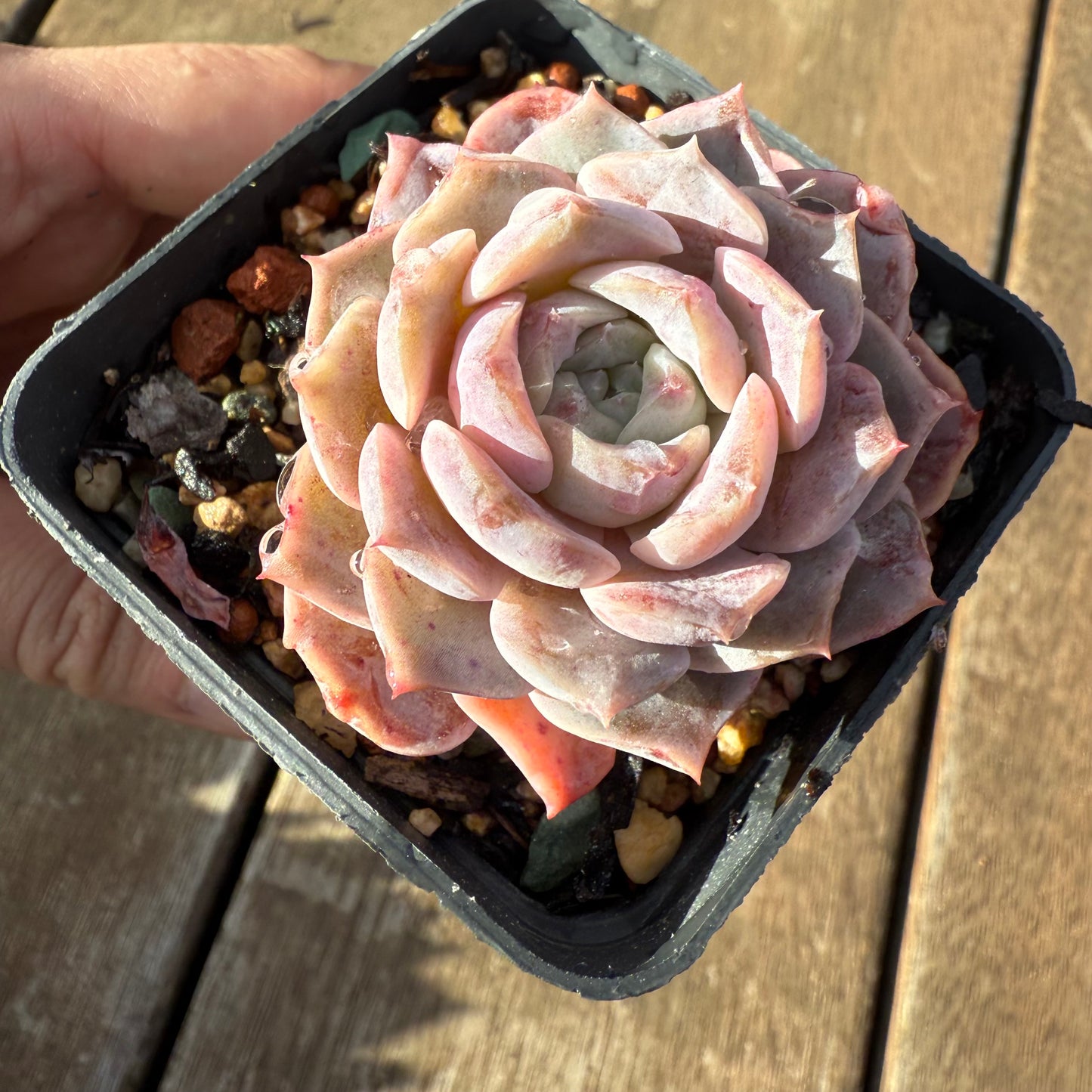 2406 Echeveria 'Amazing Grace' - Korean Form