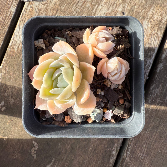 2406 Echeveria Elegans 'Cream Rose'