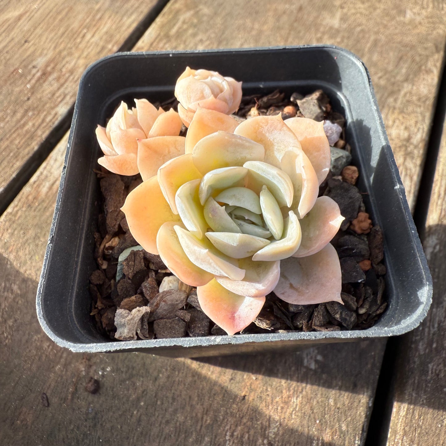 2406 Echeveria Elegans 'Cream Rose'