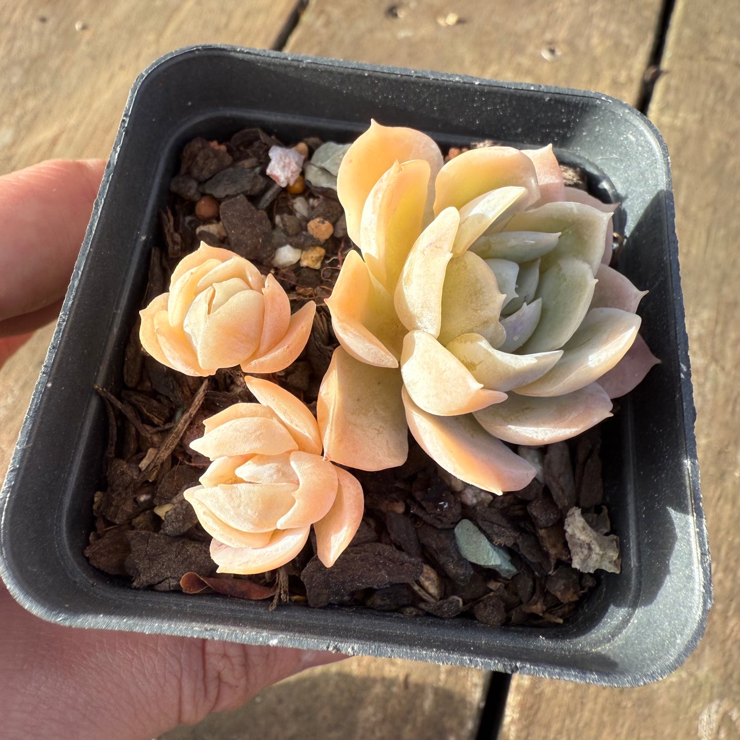 2406 Echeveria Elegans 'Cream Rose'