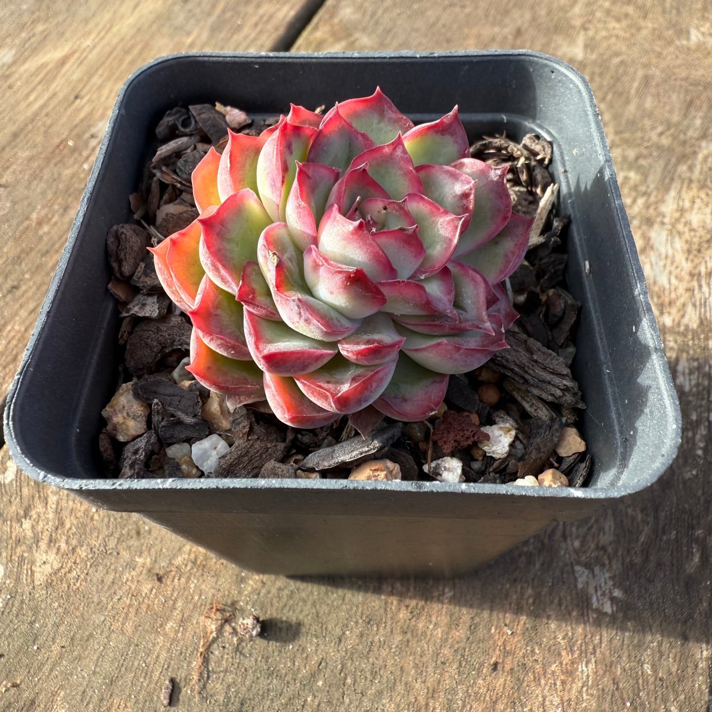 2406 Echeveria Flaming Red Lips