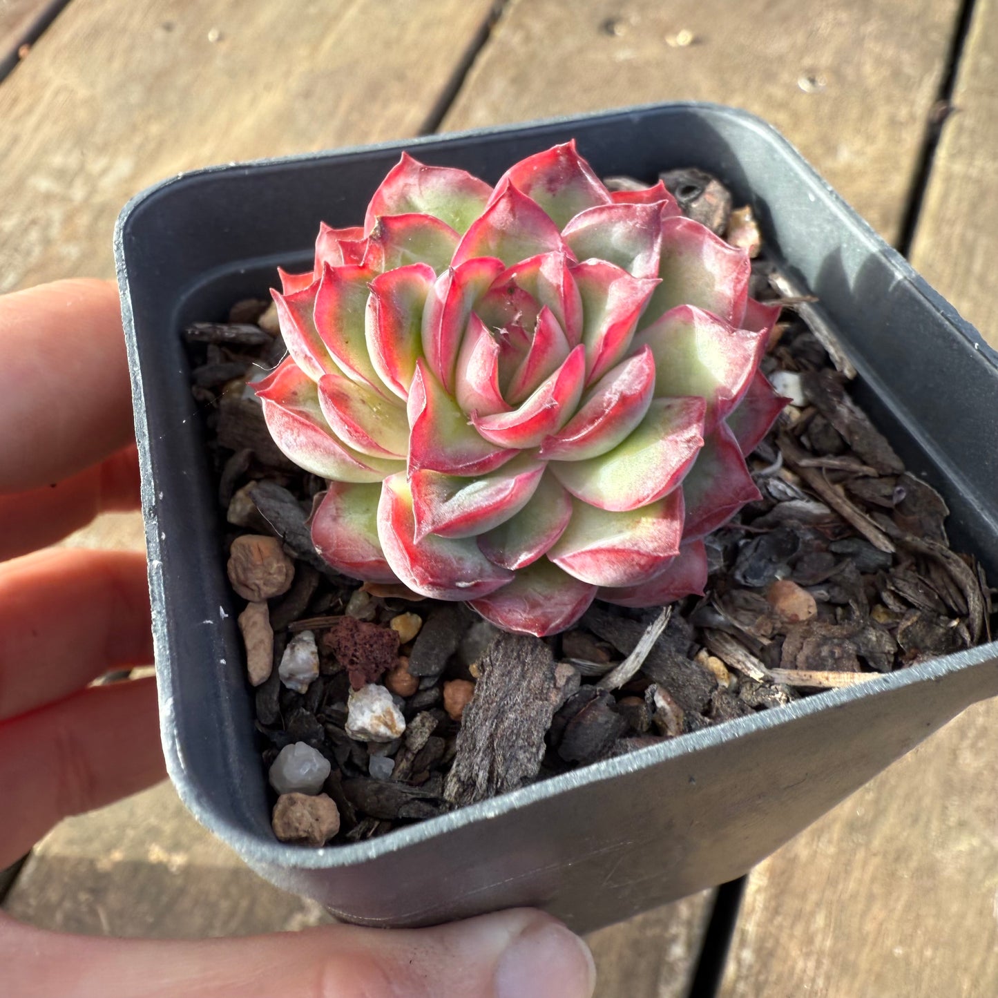 2406 Echeveria Flaming Red Lips