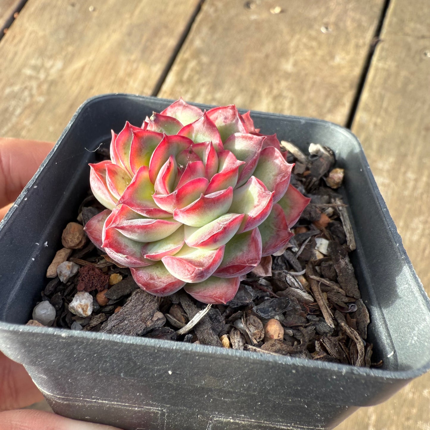 2406 Echeveria Flaming Red Lips