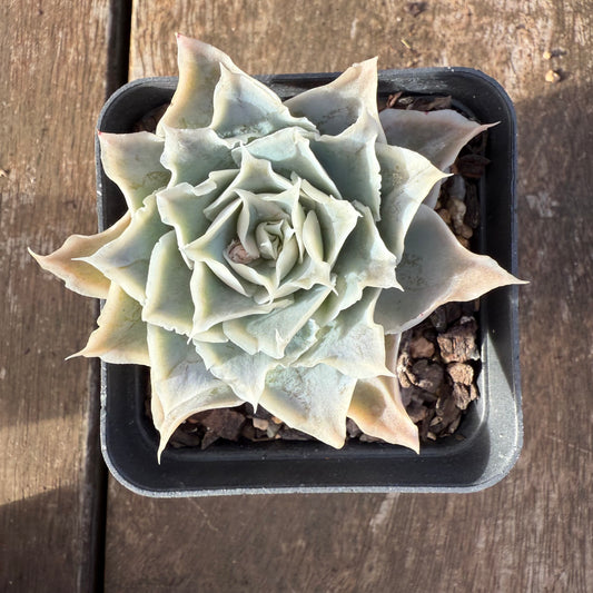 2406 Echeveria Simulans Sp.