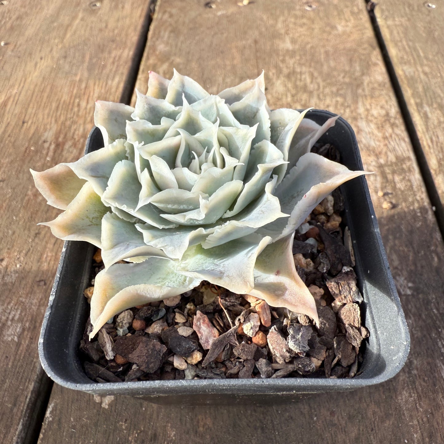 2406 Echeveria Simulans Sp.